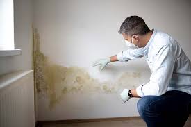 Best Black Mold Removal  in Hasley Nyon, CA